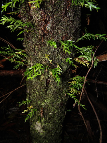Image of Tmesipteris truncata by (c) Samuel Frankel, some rights reserved (CC BY)