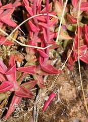 Crassula capitella thyrsiflora
