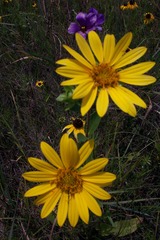 Silphium asteriscus