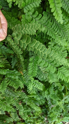 Image of Adiantum diaphanum by (c) 許文俊, some rights reserved (CC BY-SA)