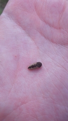 Acmaeodera pilosellae