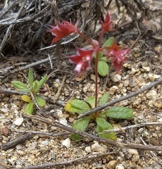 Sidotheca emarginata