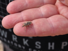 Cyphocleonus dealbatus
