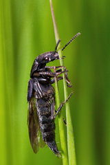 Platydracus violaceus