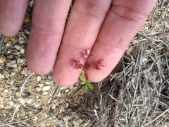 Sidotheca emarginata