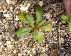 Sidotheca emarginata