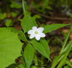 Anemonoides trifolia
