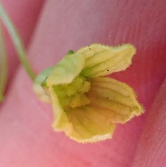 Kedrostis nana
