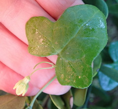 Kedrostis nana