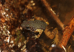 Chaperina fusca