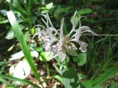 Monarda russeliana