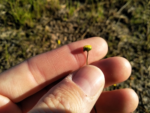 Image of Cotula filifolia by (c) De Waal Hugo, some rights reserved (CC BY)