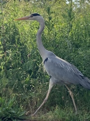 Ardea cinerea