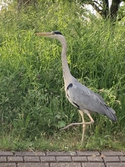 Ardea cinerea