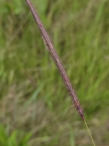 Hordeum brevisubulatum (Hordeum brevisubulatum)