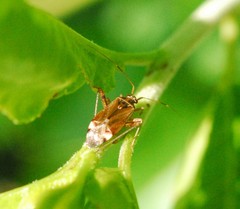 Closterotomus fulvomaculatus
