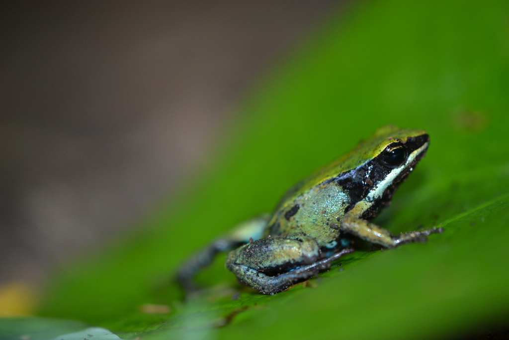 Green Golden Frog