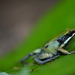 Green Mantella - Photo (c) Drew Villeneuve, some rights reserved (CC BY-NC), uploaded by Drew Villeneuve