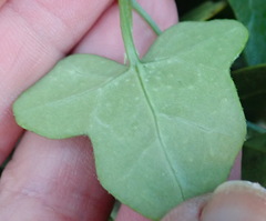 Kedrostis nana