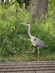 Ardea cinerea
