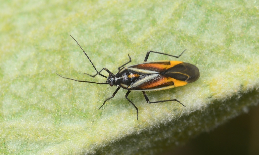 Horistus elongatus