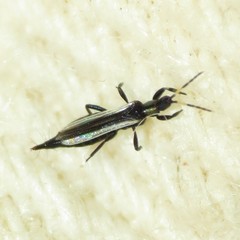 Erythrothrips arizonae