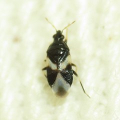 Orius tristicolor