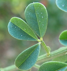Indigofera porrecta
