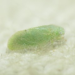 Aphalaroida spinifera