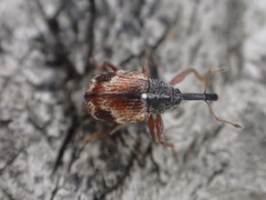 Anthonomus signatus