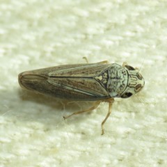 Amphigonalia severini