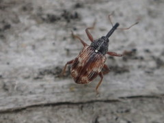 Anthonomus signatus