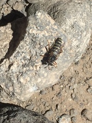 Opomydas townsendi