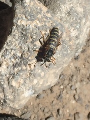 Opomydas townsendi