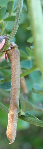 Image of Indigofera porrecta by (c) Nicola van Berkel, some rights reserved (CC BY-SA)