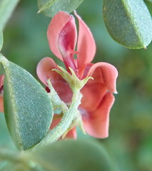 Indigofera porrecta