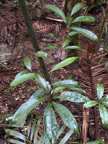 Image of Elaeocarpus eumundi by (c) Samuel Frankel, some rights reserved (CC BY)