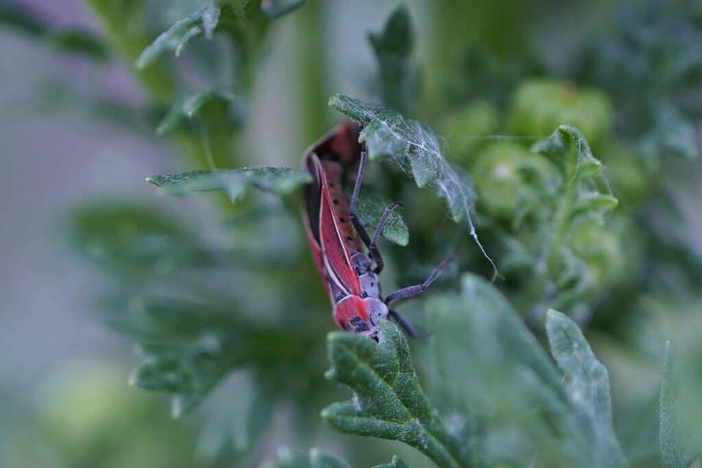 White-crossed Seed Bug from Tumwater, WA, USA on July 5, 2024 at 06:25 ...
