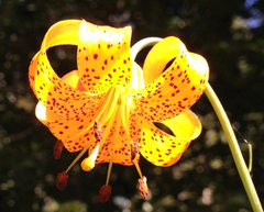Lilium pardalinum pardalinum