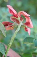 Indigofera porrecta