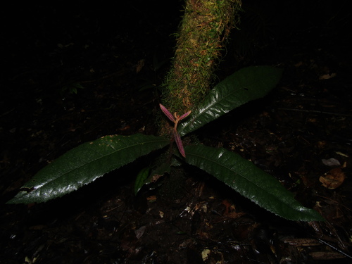Image of Helicia ferruginea by (c) Samuel Frankel, some rights reserved (CC BY)