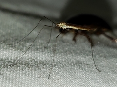 Gonomyia