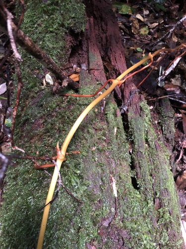 Great Climbing Orchid (Pseudovanilla foliata)