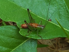 Odontoxiphidium apterum