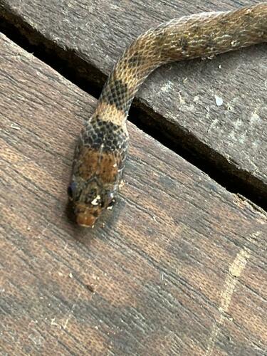 Photo of a Marsh Snake (fuliginoides) (Natriciteres fuliginoides)