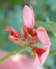 Indigofera porrecta