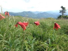 Lilium grayi