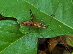 Odontoxiphidium apterum