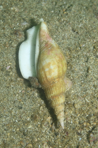 Strombus vittatus vittatus, 2024-06-30