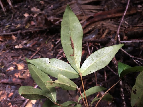 Image of corky acronychia by (c) Samuel Frankel, some rights reserved (CC BY)